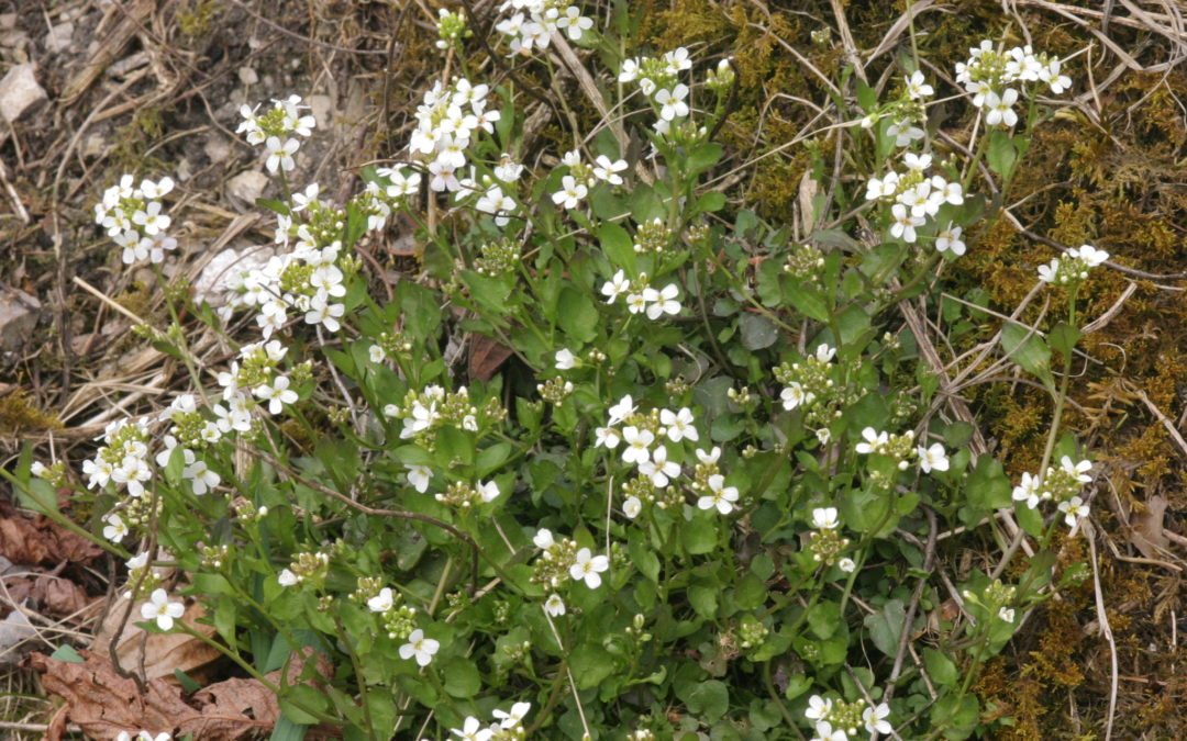 Les haldes calaminaires de Plombières vraiment protégées?