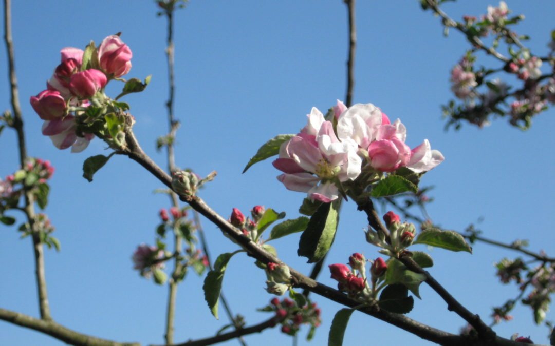 Taille des fruitiers